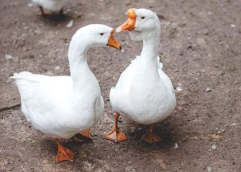 Brasil conquista abertura de mercado na Arábia Saudita para exportação de aves vivas