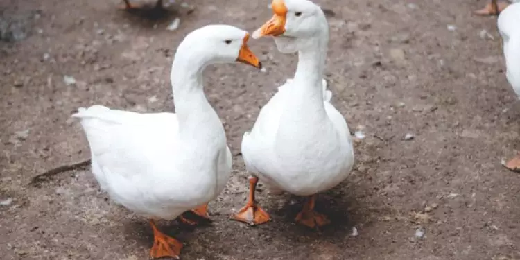 Brasil conquista abertura de mercado na Arábia Saudita para exportação de aves vivas