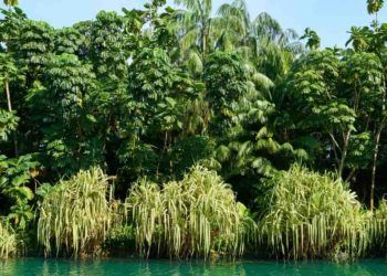 Brasil já perdeu 33% das áreas naturais de seu território; diz MapBiomas