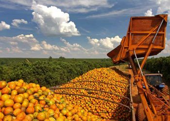 Exportações brasileiras de suco de laranja caem 38% em julho