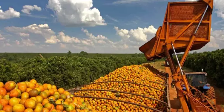 Exportações brasileiras de suco de laranja caem 38% em julho