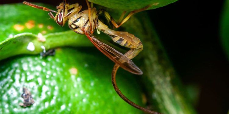 Ciência mapeia regiões com risco de desenvolvimento de novas pragas agrícolas