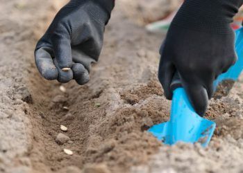 Confira as principais dicas sobre o que plantar no mês agosto