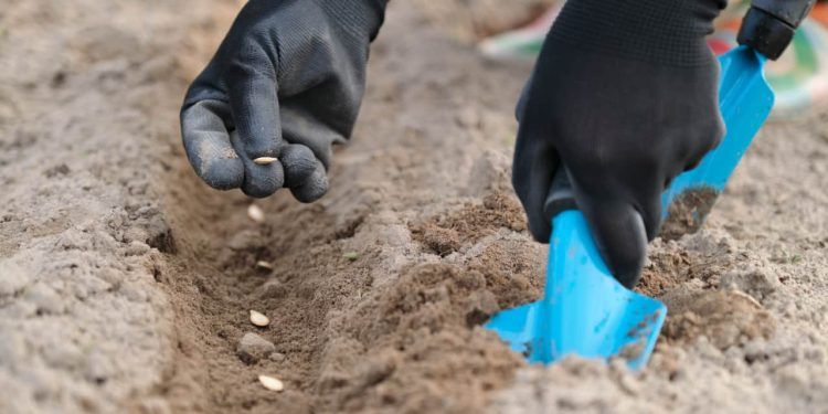 Confira as principais dicas sobre o que plantar no mês agosto