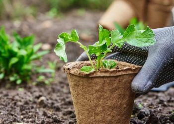 Confira quais são as melhores hortaliças para plantar na sua horta no mês de setembro