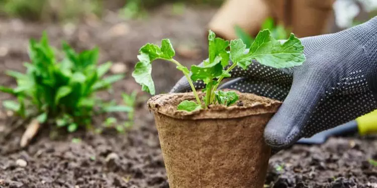 Confira quais são as melhores hortaliças para plantar na sua horta no mês de setembro