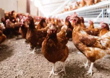 Goiás prorroga por mais 180 dias situação de emergência para gripe aviária