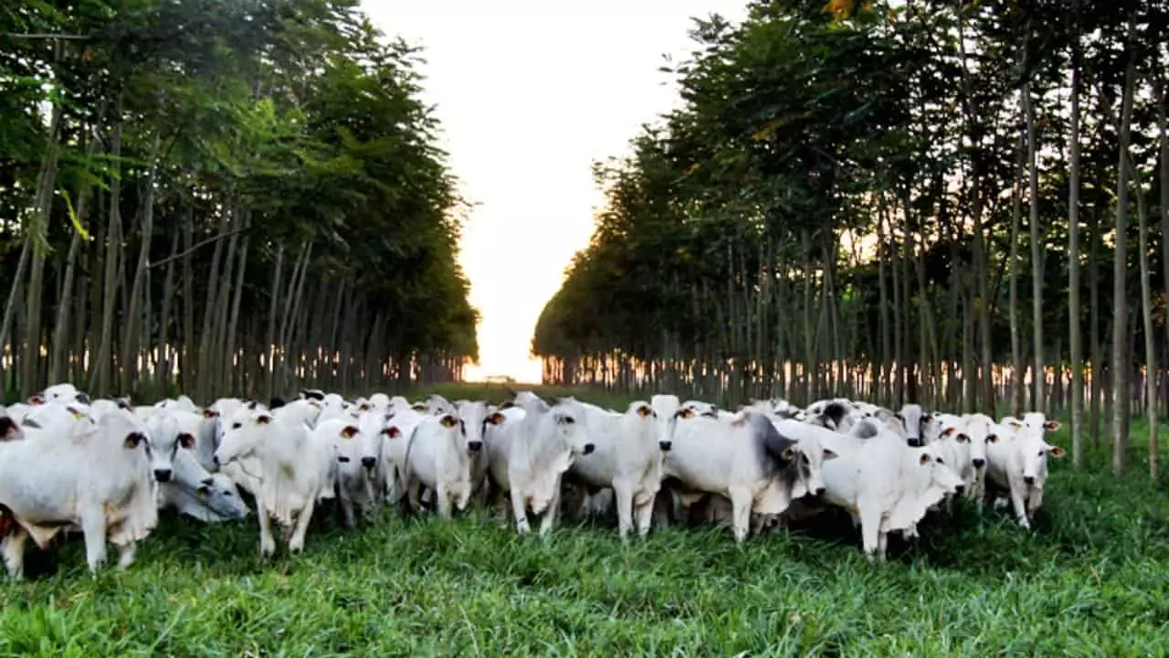 ILPF são sistemas de produção de grãos, pastagens, criação de animais e plantios florestais em 