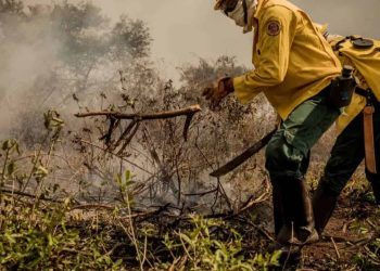 Incêndios no Pantanal consumiram este ano mais de 15% do bioma; veja dados