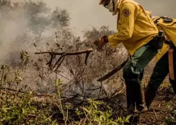 Incêndios no Pantanal consumiram este ano mais de 15% do bioma; veja dados