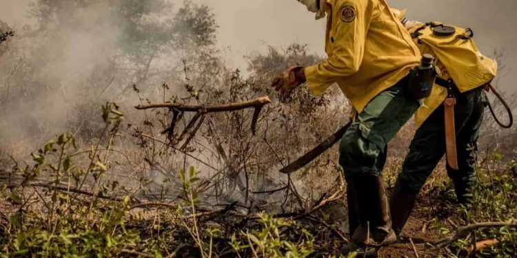 Incêndios no Pantanal consumiram este ano mais de 15% do bioma; veja dados