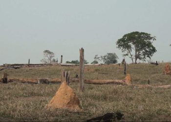 Mapa discute ações para recuperação e conversão de pastagens no Tocantins