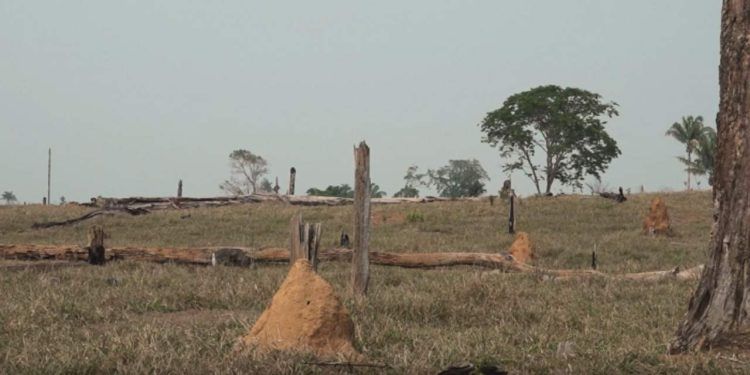 Mapa discute ações para recuperação e conversão de pastagens no Tocantins