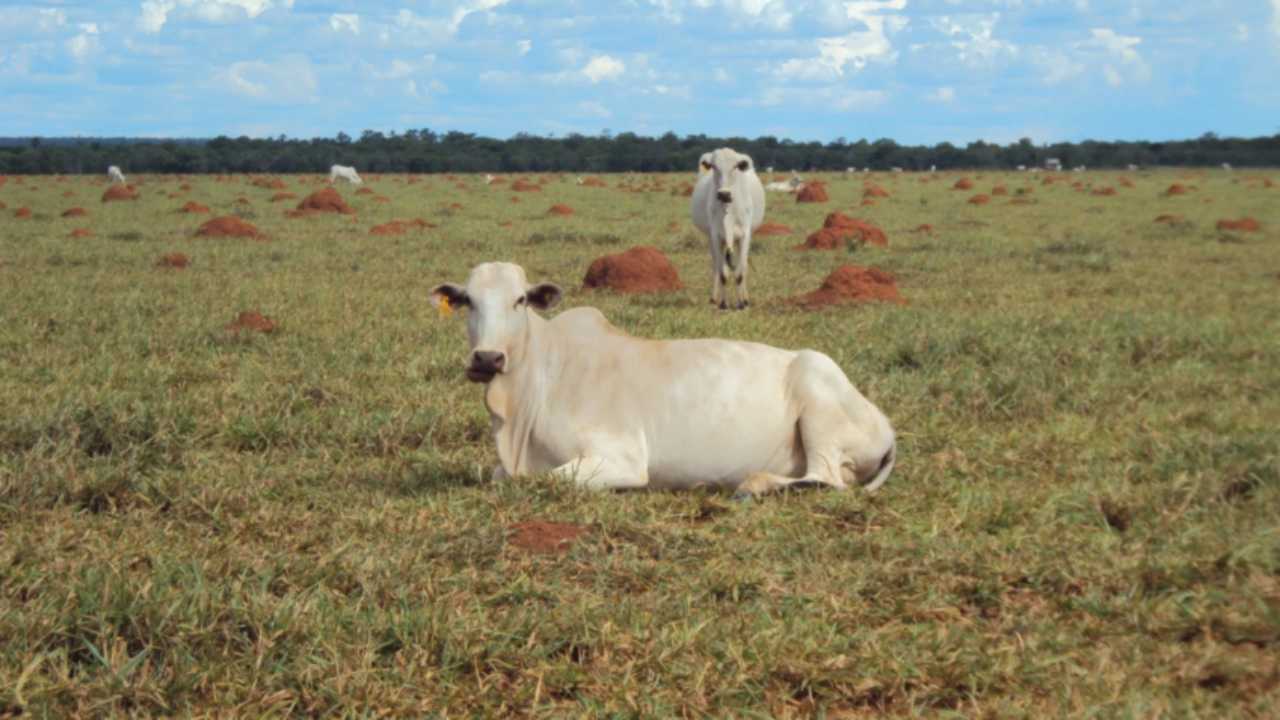 Mapa discute ações para recuperação e conversão de pastagens degradadas, no Tocantins