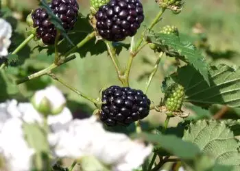 Nova cultivar de amoreira-preta aumenta em 30% a eficiência na colheita