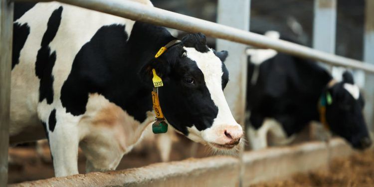 Projeto irá incentivar melhoramento genético de bovinos da agricultura familiar