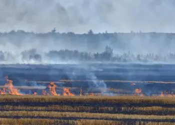 Queimadas podem afetar o preço da cesta básica dos brasileiros