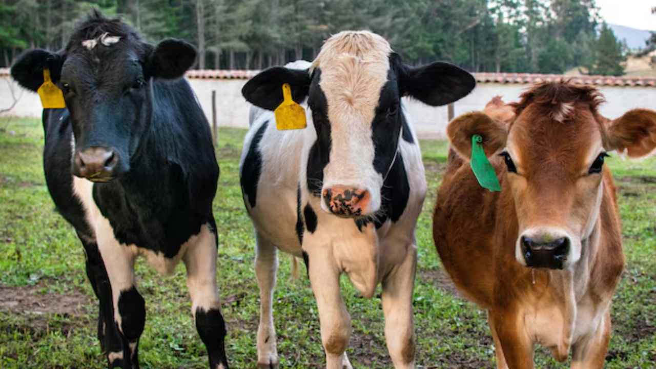 Vacinação obrigatória contra brucelose em fêmeas em andamento, no Tocantins