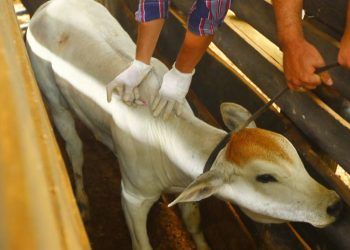 Tocantins segue com altos índices de vacinação contra brucelose fêmeas bovídeas