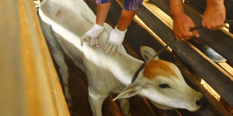 Tocantins segue com altos índices de vacinação contra brucelose fêmeas bovídeas