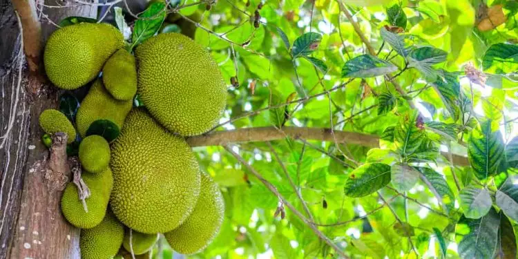 Veja como plantar jaca e os cuidados essenciais para o desenvolvimento da fruta