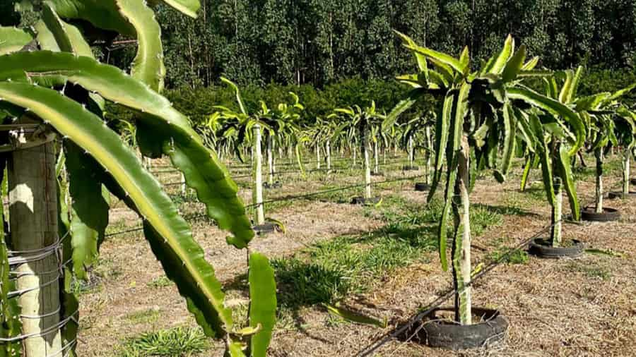 Programa Goiano de Remineralizadores impulsiona agricultura sustentável