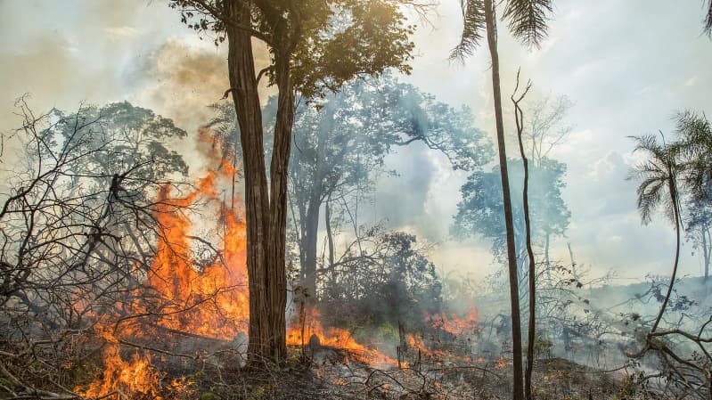 Amazônia