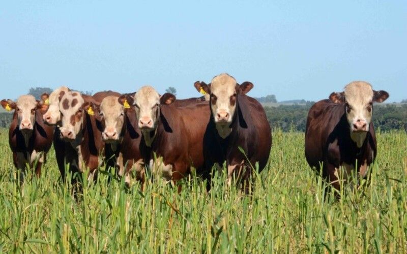 Feira agro: 47ª Expointer é lançada no Rio Grande do Sul