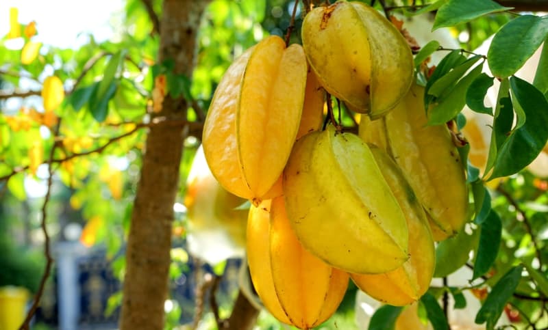 Como plantar carambola