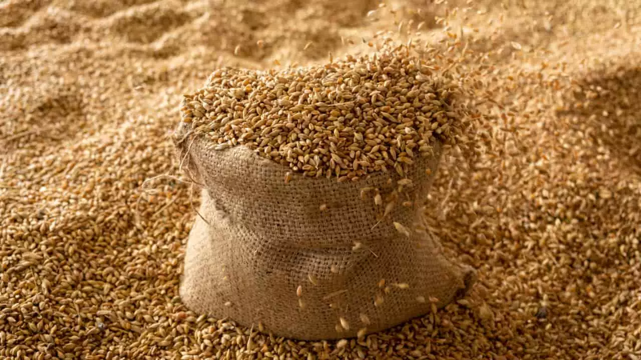 Importações de trigo até julho chegam a todo volume comprado no ano passado 3 Exportações cresceram em ritmo acelerado em 2024, o que provocou baixa dos estoques.