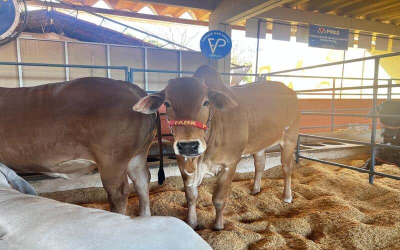 Goiás Genética 2024: Inovação e conhecimento no setor agropecuário 2 Goiás Genética 2024: Inovação e conhecimento no setor agropecuário