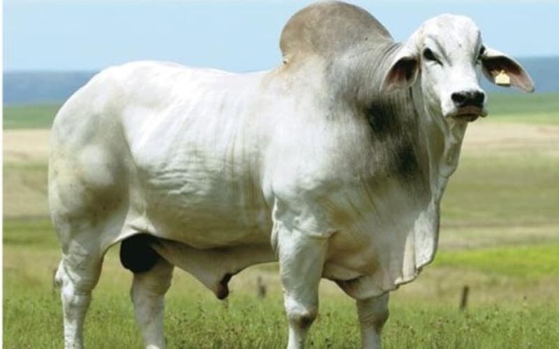 Goiás Genética 2024: Inovação e conhecimento no setor agropecuário 4 Goiás Genética 2024: Inovação e conhecimento no setor agropecuário