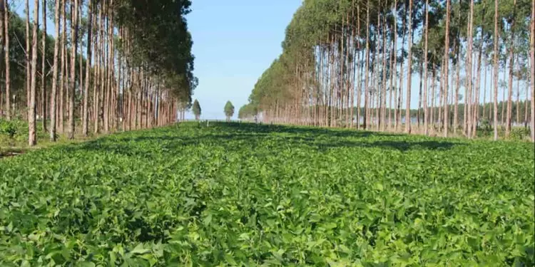 Plataforma auxilia produtor a implantar Integração Lavoura-Pecuária-Floresta