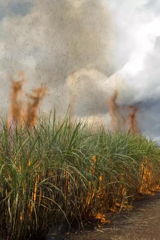 safra de cana pegando fogo