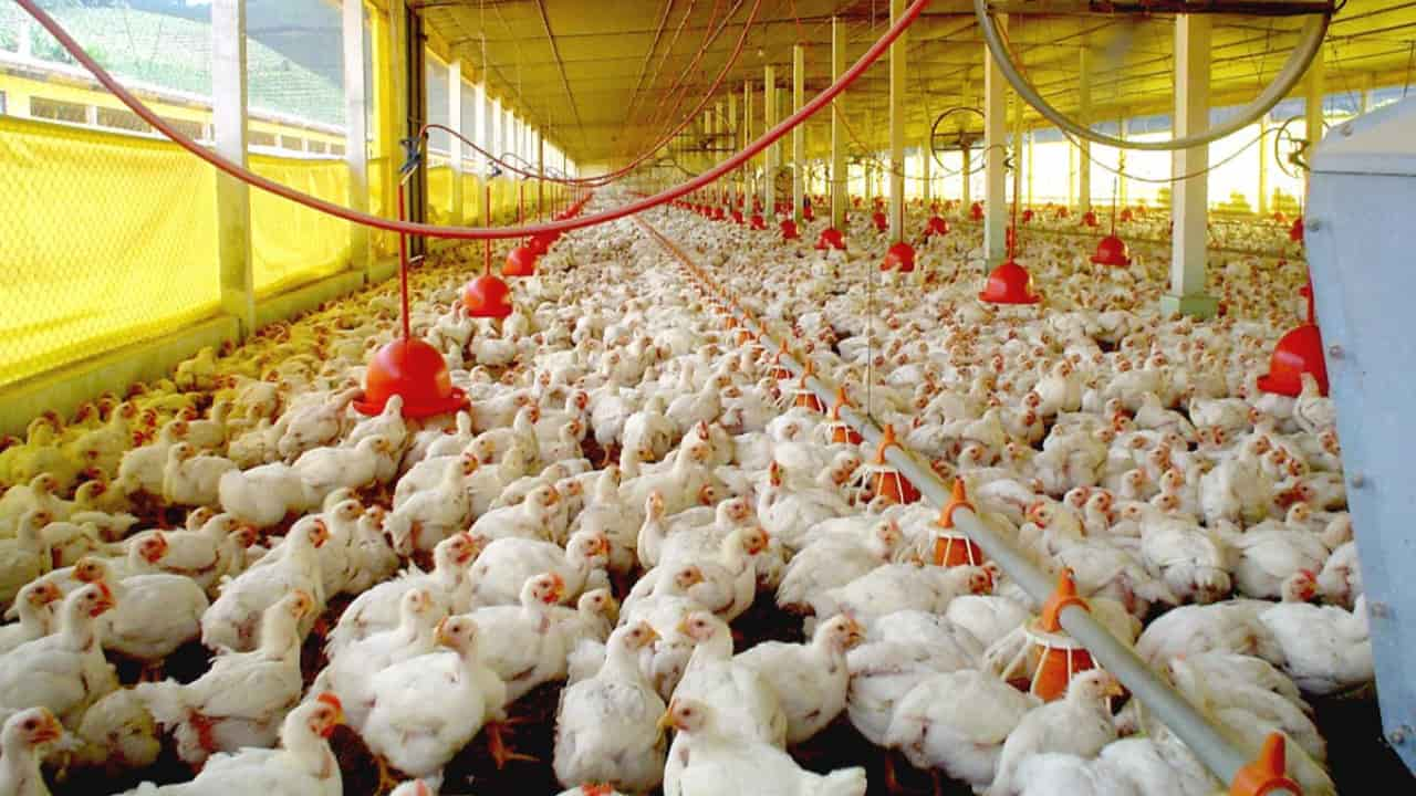 Foram abatidas 1,61 bilhão de cabeças de frango. 