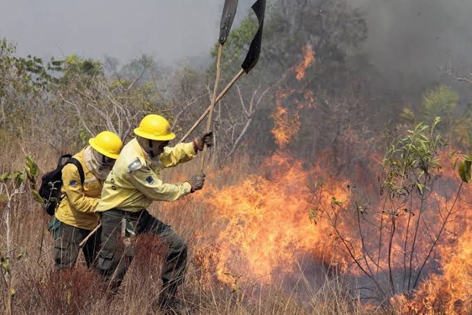 Incêndios florestais