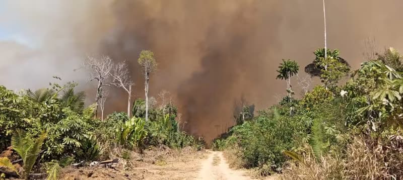 Incêndios florestais