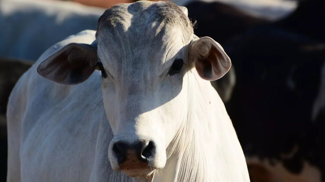 Mercado futuro indica preços maiores no fim do segundo semestre. Foto: Divulgação/Embrapa