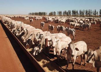 Confinamento de gado deve crescer com custo menor e margem maior no 2º semestre