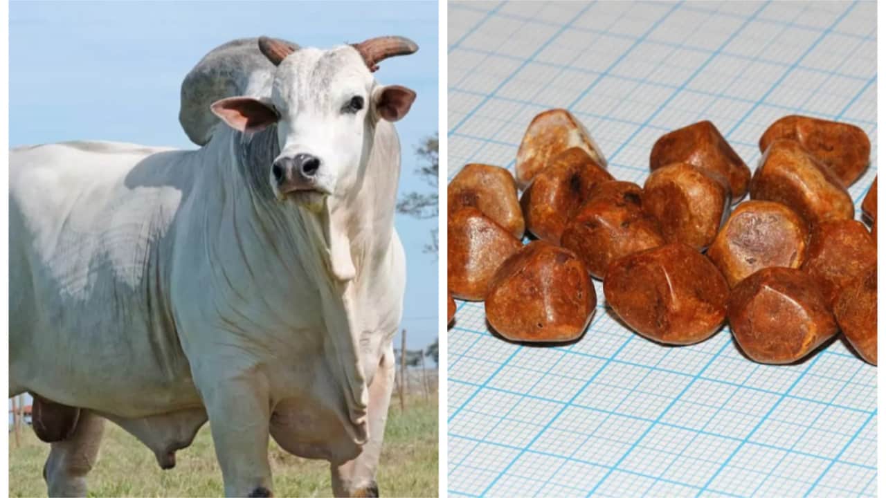 Pedras de vesícula de boi podem valer três vezes mais que ouro; entenda ...