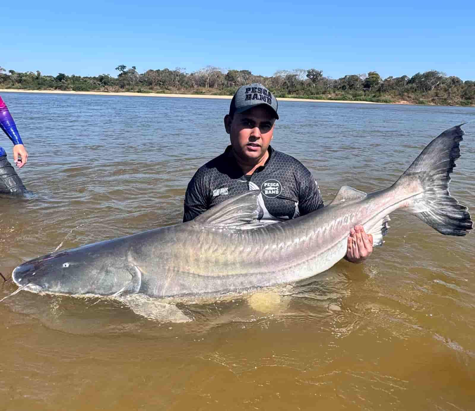 Piraíba gigante: Pescadores pegam peixe de mais de 2 metros no Rio Araguaia