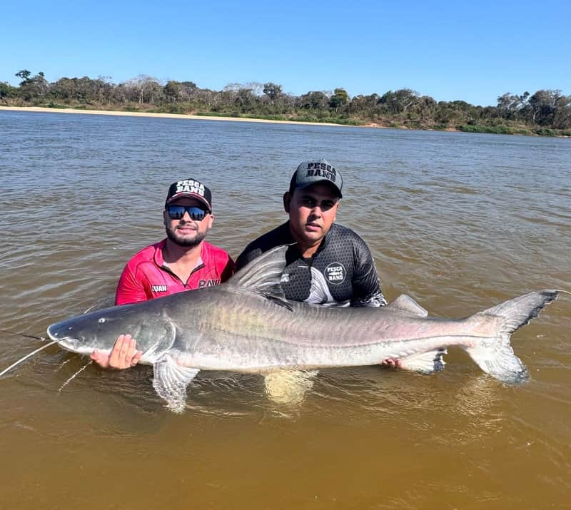 Piraíba gigante: Pescadores pegam peixe de mais de 2 metros no Rio Araguaia