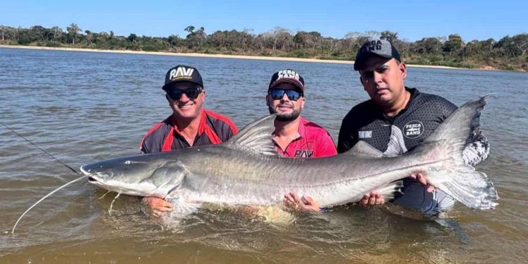 Piraíba gigante: Pescadores pegam peixe de mais de 2 metros no Rio Araguaia