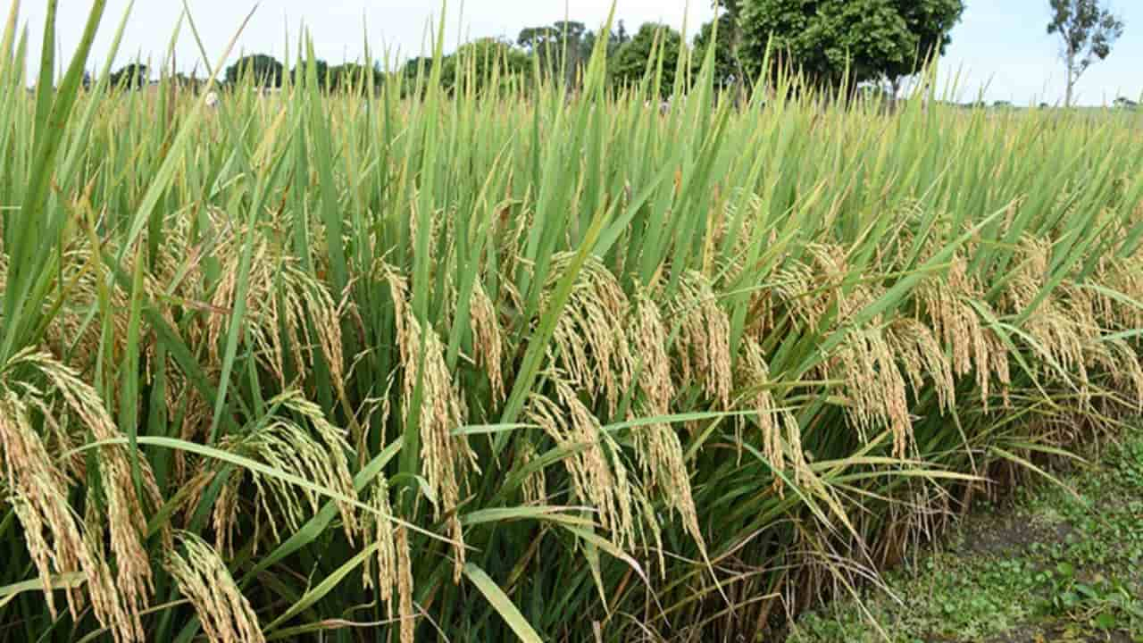 Produção de arroz e feijão deve crescer. 