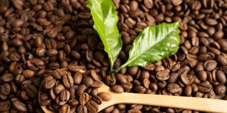 Produção mundial de café deve crescer 5,8% na Safra 2023/24, aponta organização