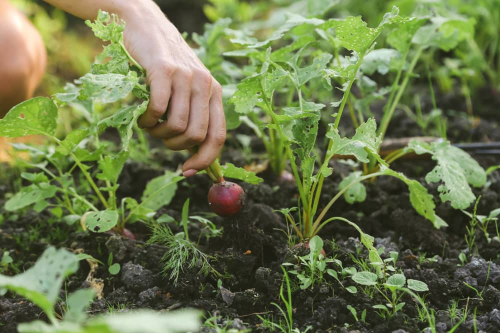 queimadas afetam produção de alimentos