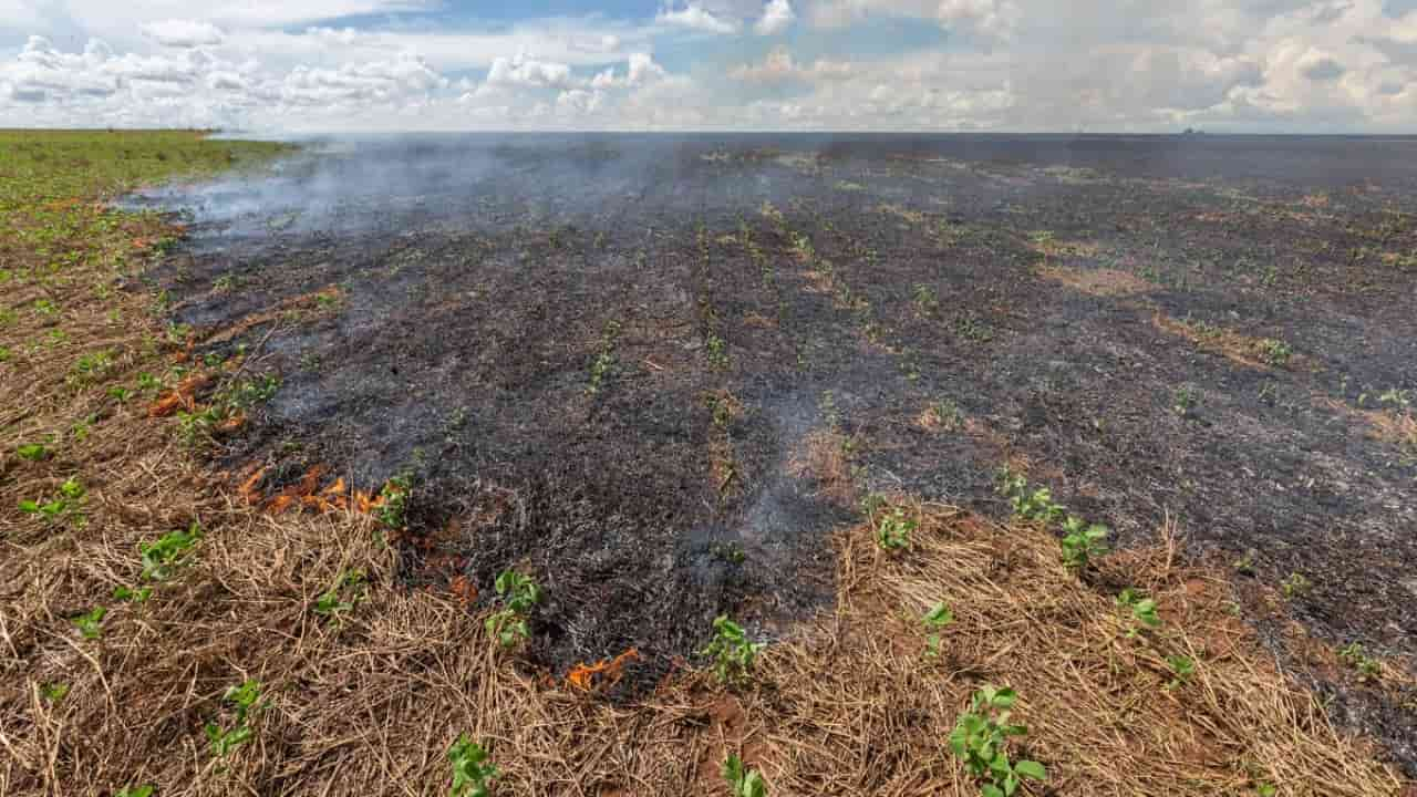 Queimadas provocam a retirada nutrientes do solo que beneficia plantas.