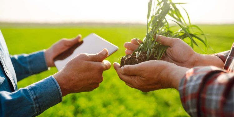 Polo Sebrae Agro traz soluções de gestão, tecnologia e assistência ao produtor