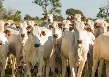 Calculadora de pegada de carbono estima e ajuda mitigar emissões na pecuária