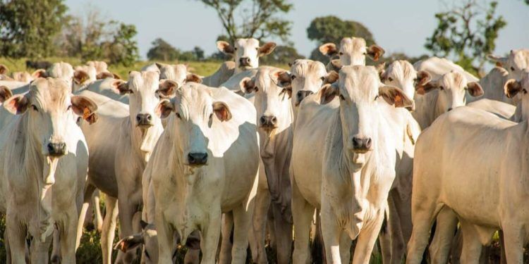 Calculadora de pegada de carbono estima e ajuda mitigar emissões na pecuária